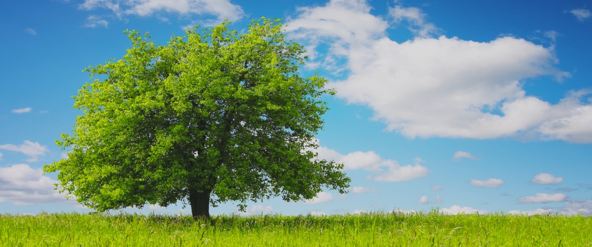 albero